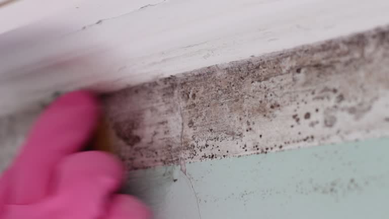 Trusted Albany, TX Mold Inspection, Removal & Remediation Experts